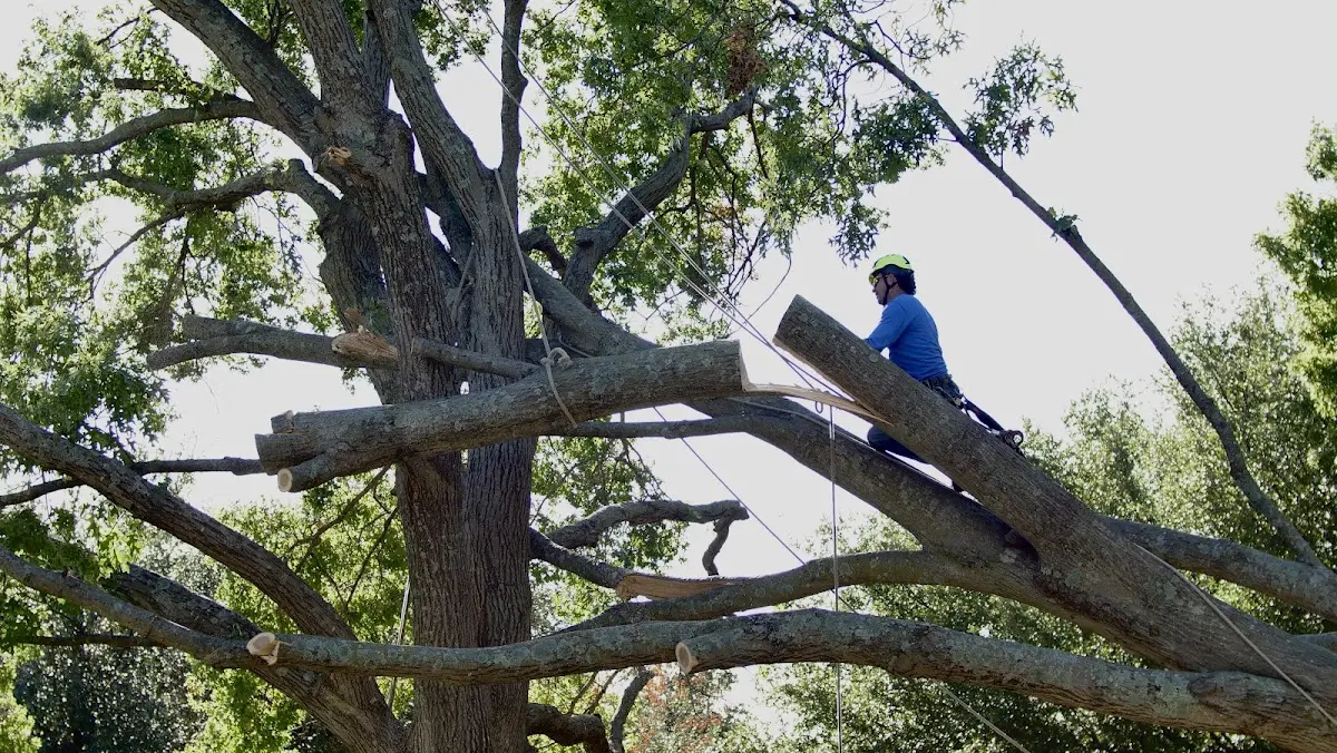 Professional Hazardous Tree Removal performed by certified arborists in Erving